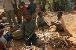 Amidon de manioc : De nombreuses utilisations ménagères et industrielles