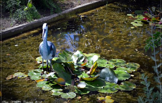 Jardin des plantes de Rouen ... l'après 21 Juin ... suite