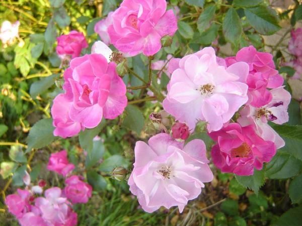 Les Fleurs de mon Jardin
