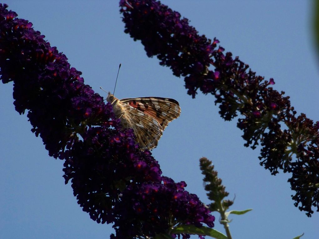 Album - Florilège de papillons