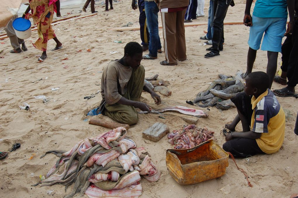 L'album de notre voyage au Sénégal en janvier 2014, le premier mais nous espérons qu'il y en aura d'autres tant ce pays est attachant.