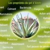 Cultiver son Aloe vera, plante aux mille vertus 
