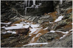 au pays des chamois suite 3