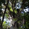 Waipoua Forest et la Kauri Coast : la région des Kauris