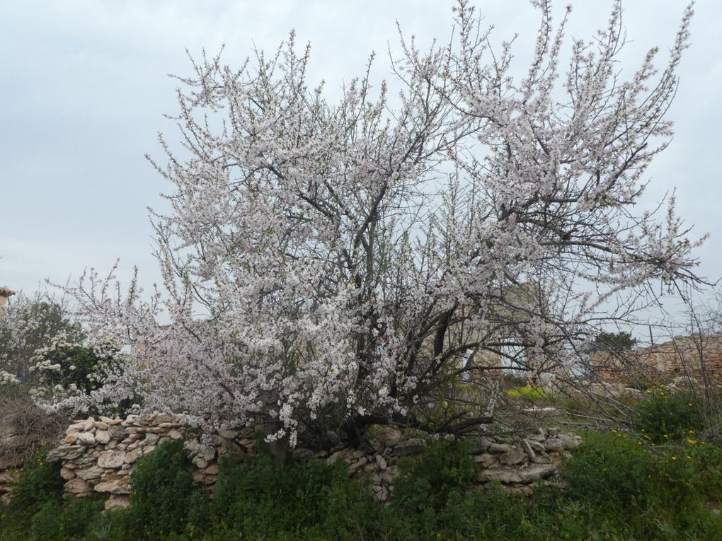 Rando du 4/03/2019 Carrieres de Baou Talla
