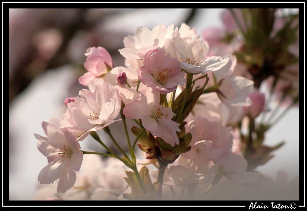 Album - Le-printemps