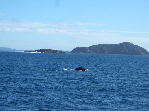 Port stephens, Tea gardens