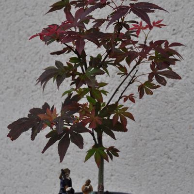 L'acer atropurpureum