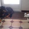 entre chien et chat