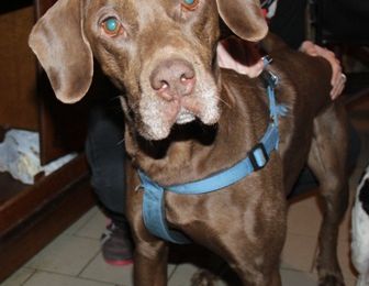 BOUBA mâle croisé braque labrador 9 ans 