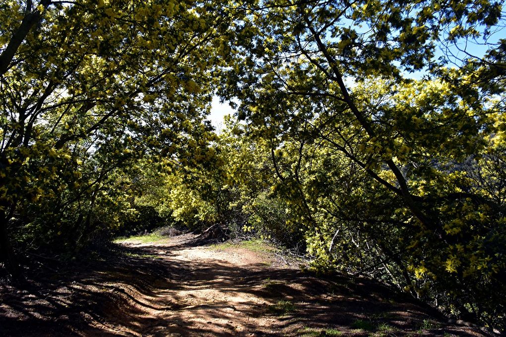 SUR LA ROUTE DU MIMOSA: GRASSE-MANDELIEU