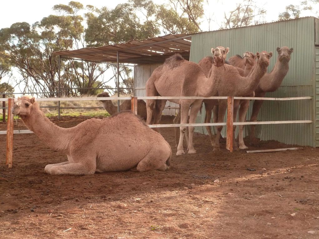 Album - 38 Outbacktrip von Prot Augsta nach Alice Springs - Teil 1