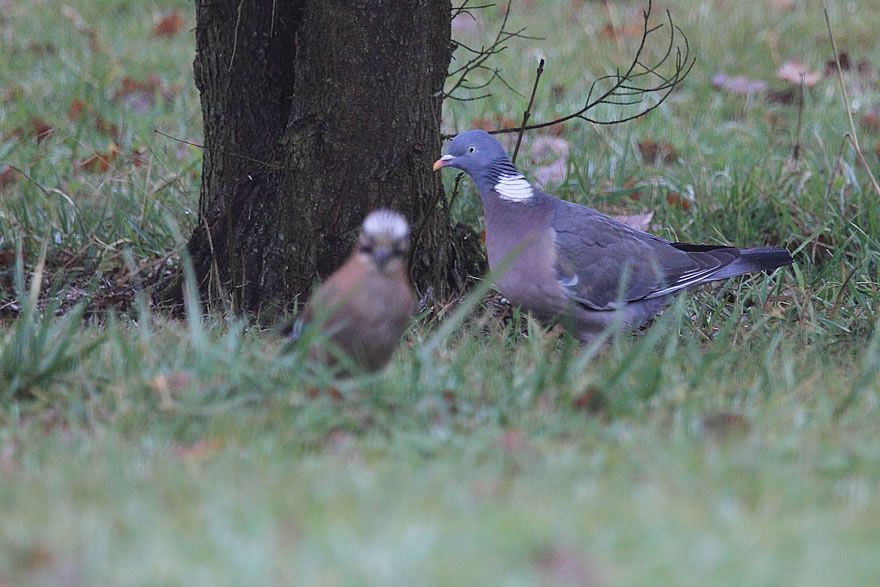 Album - Faune-Oiseau-6