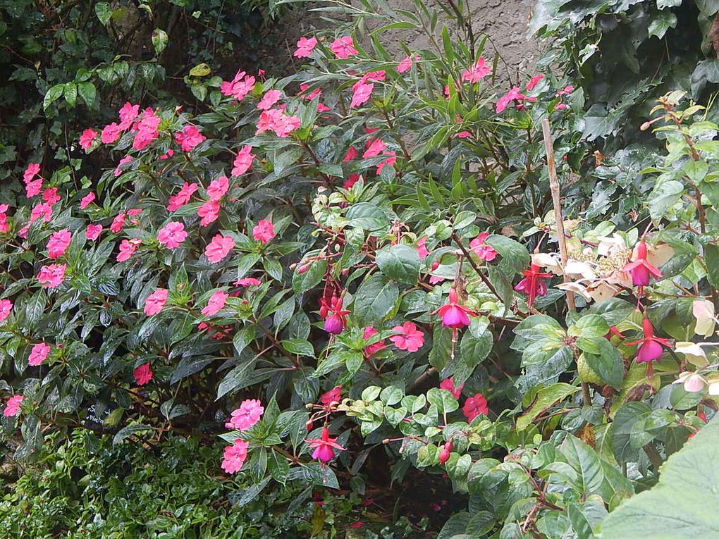 le jardin de la Boirie, à St Pierre d'Oléron