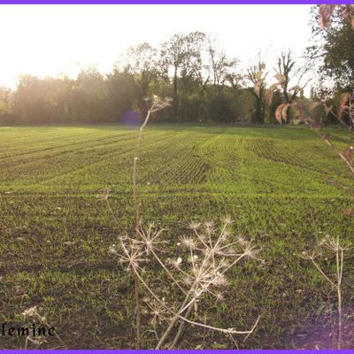 Plants d'automne