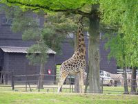 Quelques animaux de la réserve africaine de Thoiry