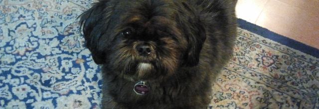 Mein Hund Toby
