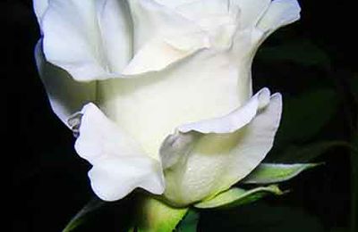 La rose blanche