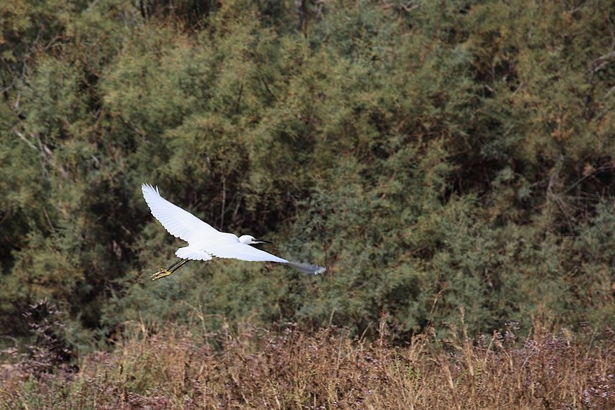 Album - Faune-Oiseau-6