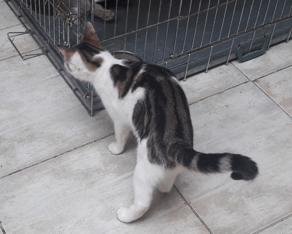 Elle est adoptée !!! : ZINA, très jolie chatte stérilisée d'1 an