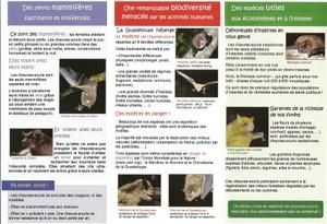 Dépliants sur les chauves-souris de la Guadeloupe