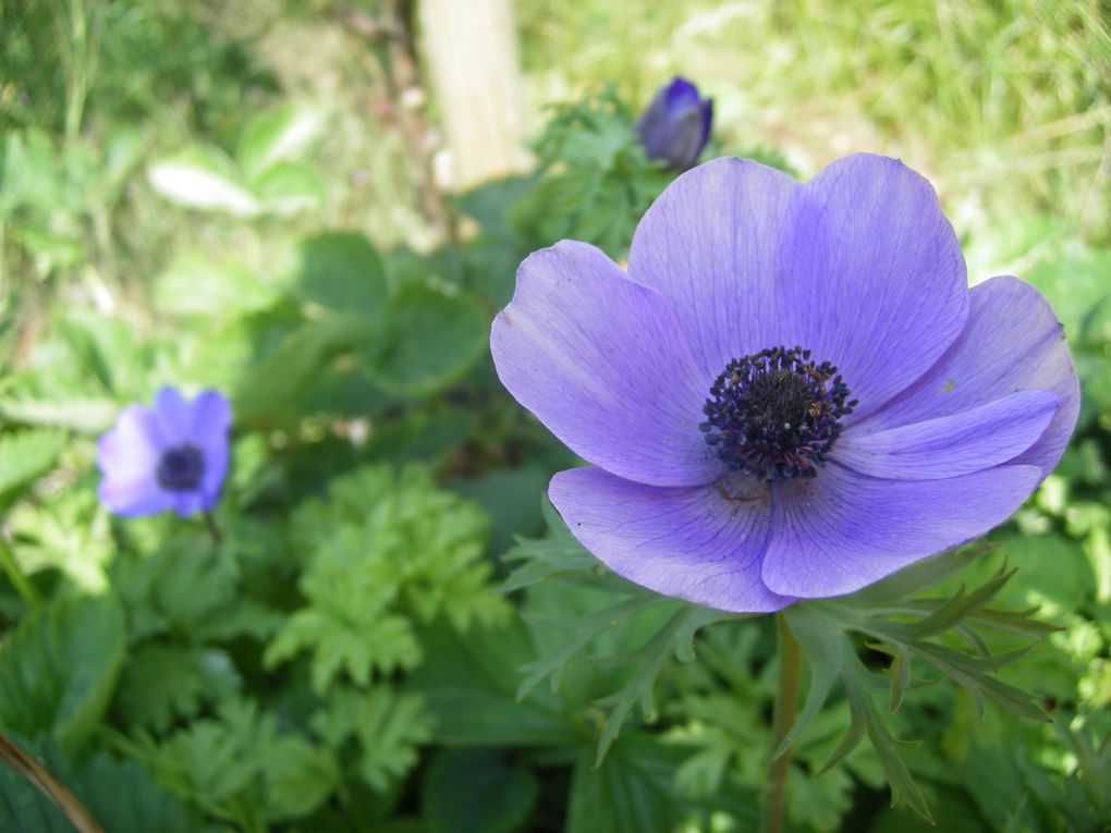 fleurs de jardin d'ici et d'ailleurs