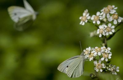 papillon et fleurs