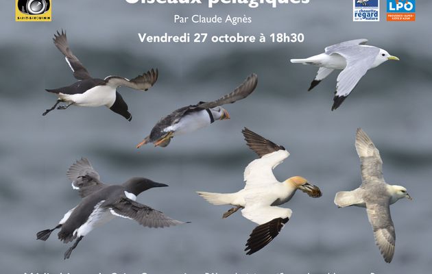 Conférence sur les oiseaux pélagiques par Claude Agnès