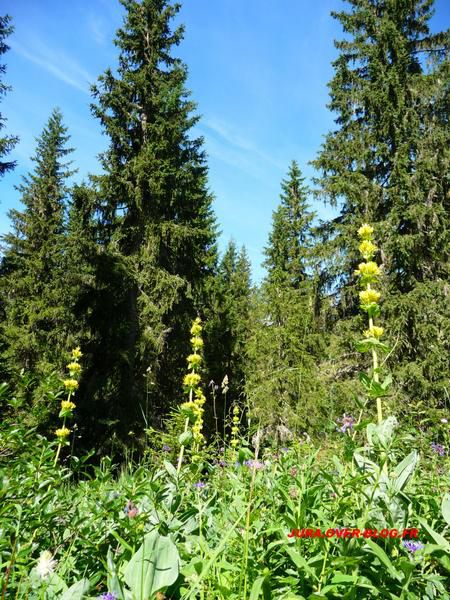 Quelques photos de gentianes du Haut Jura prisent dans toutes sa splendeur lors de sa floraison au mois de Juillet.