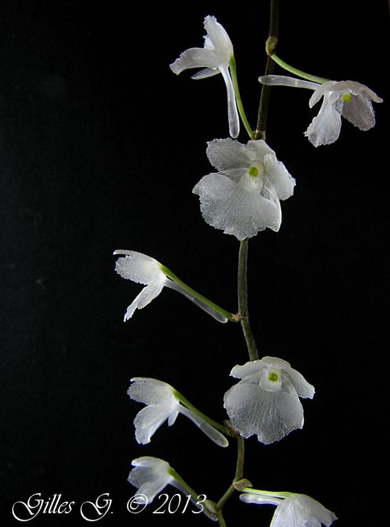 D'autres orchidées africaines ou des Mascareignes en plus de mes Aerangis.