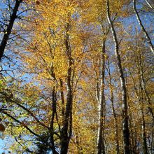 Les ors du Puy Lavergne