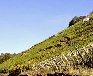 Vignoble d'Alsace 