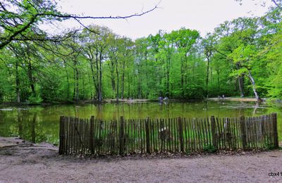  La mare aux canes en avril 2024, Forêt de Saint Germain 