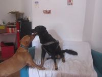 aidez-nous à retrouver FILAO - DISPARU LE 06 NOVEMBRE 2018 A SAINTE ROSE VIARD- croisé beauceron - mâle - né le 01 janvier 2015 - castré - pucé