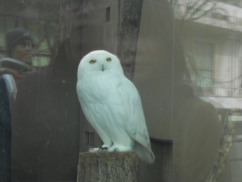 Le zoo de Ueno / Ueno Zoo