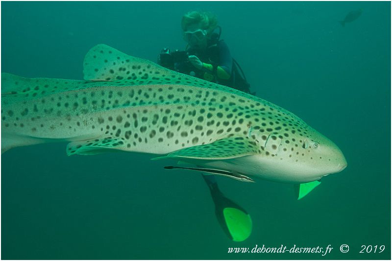 Le rémora accompagne souvent le requin-zèbre.