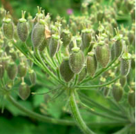 Sortie 27 août plantes sauvages comestibles de l'été