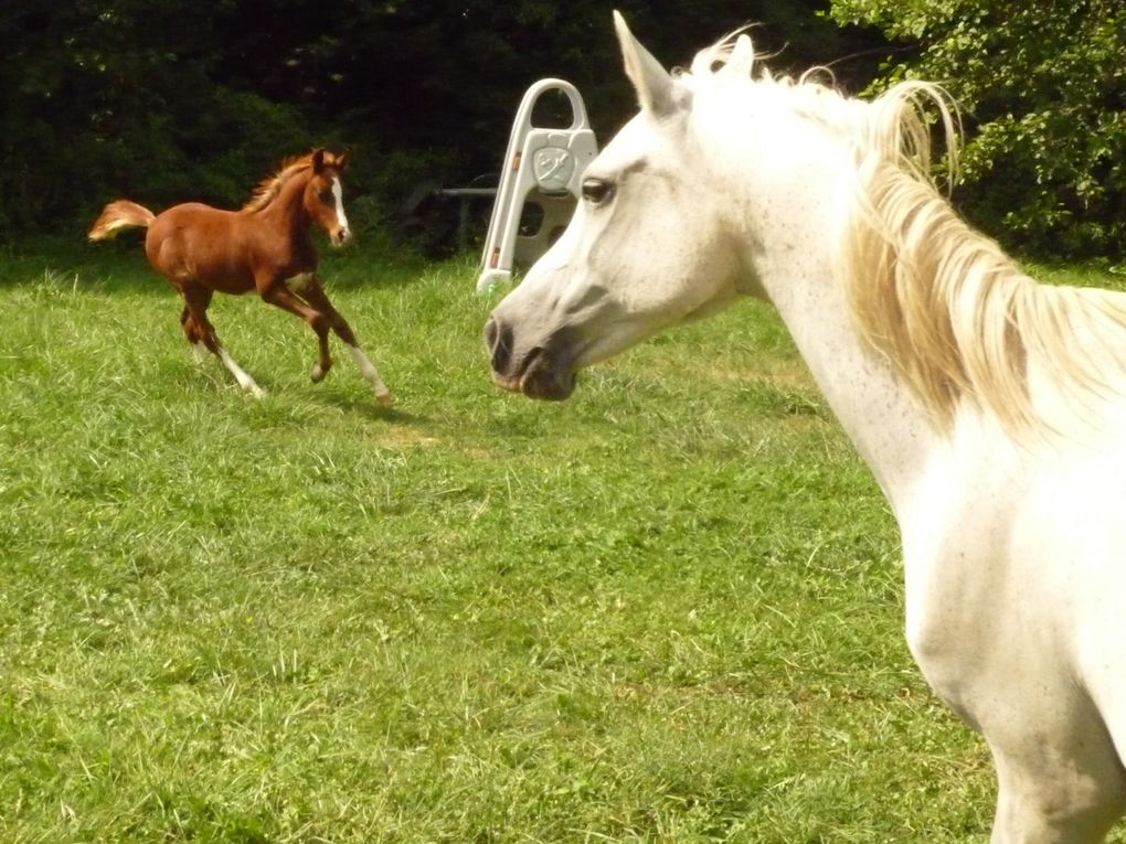 Jument pur sang arabe pure espagnole. Par Navarro III et Gual Dogan