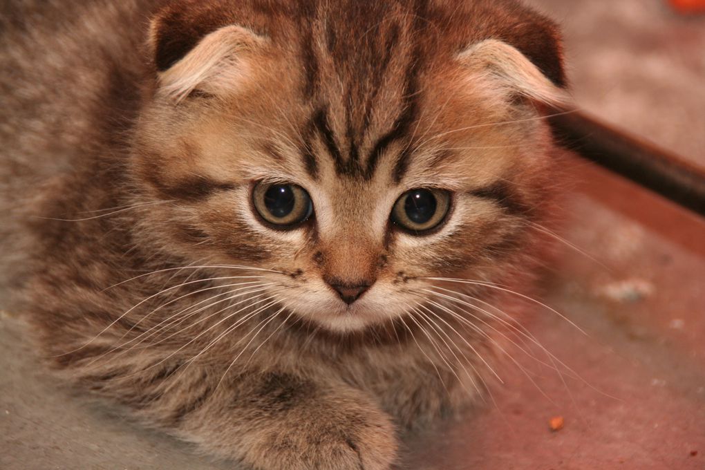 Photos de nos chatons de 2012.
Première portée : Falbala (Brtitish Shorthair)+ Dwayne (Highland Fold)