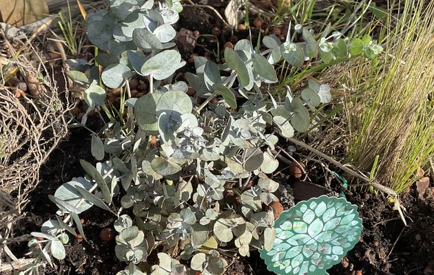 Plantation d’un plant d’eucalyptus dans le micro jardin urbain, premier essai 