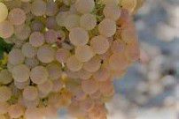 #White Blend Wine Producers Maine Vineyards