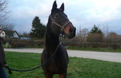 à adopter, Doubah magnifique jument selle francais de 19 ans...