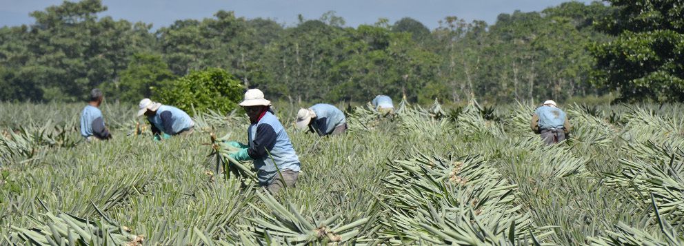 Costa-Rica : les droits humains bafoués dans les plantations d’ananas