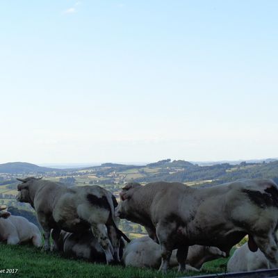 Le repos des taureaux