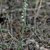 Spiranthes spiralis