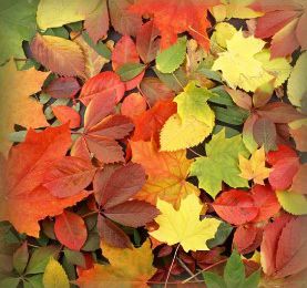 Autumn Leaves : Les feuilles d'Automne, Trésor de Bienfaits de la Nature Australienne