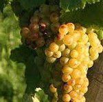 #Muscat Producers Virginia Vineyards