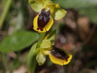 Ophrys jaune (Ophrys lutea)