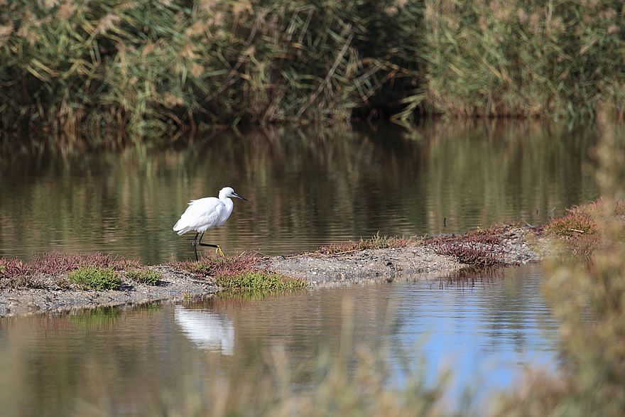 Album - Faune-Oiseau-6