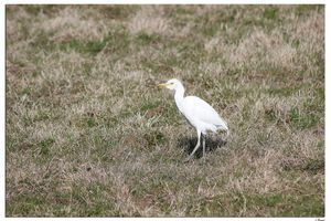 Sortie marais d'Hautebut mercredi 25 mars 2015